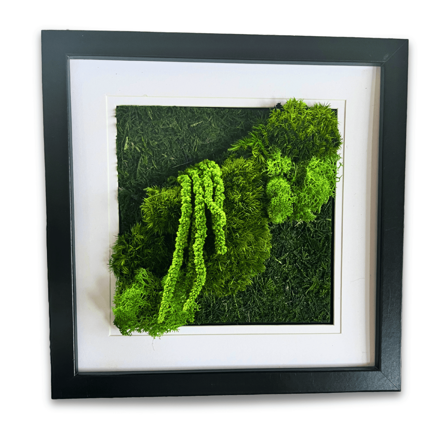 MINI MOSS VIBES | 8 x 8 inch