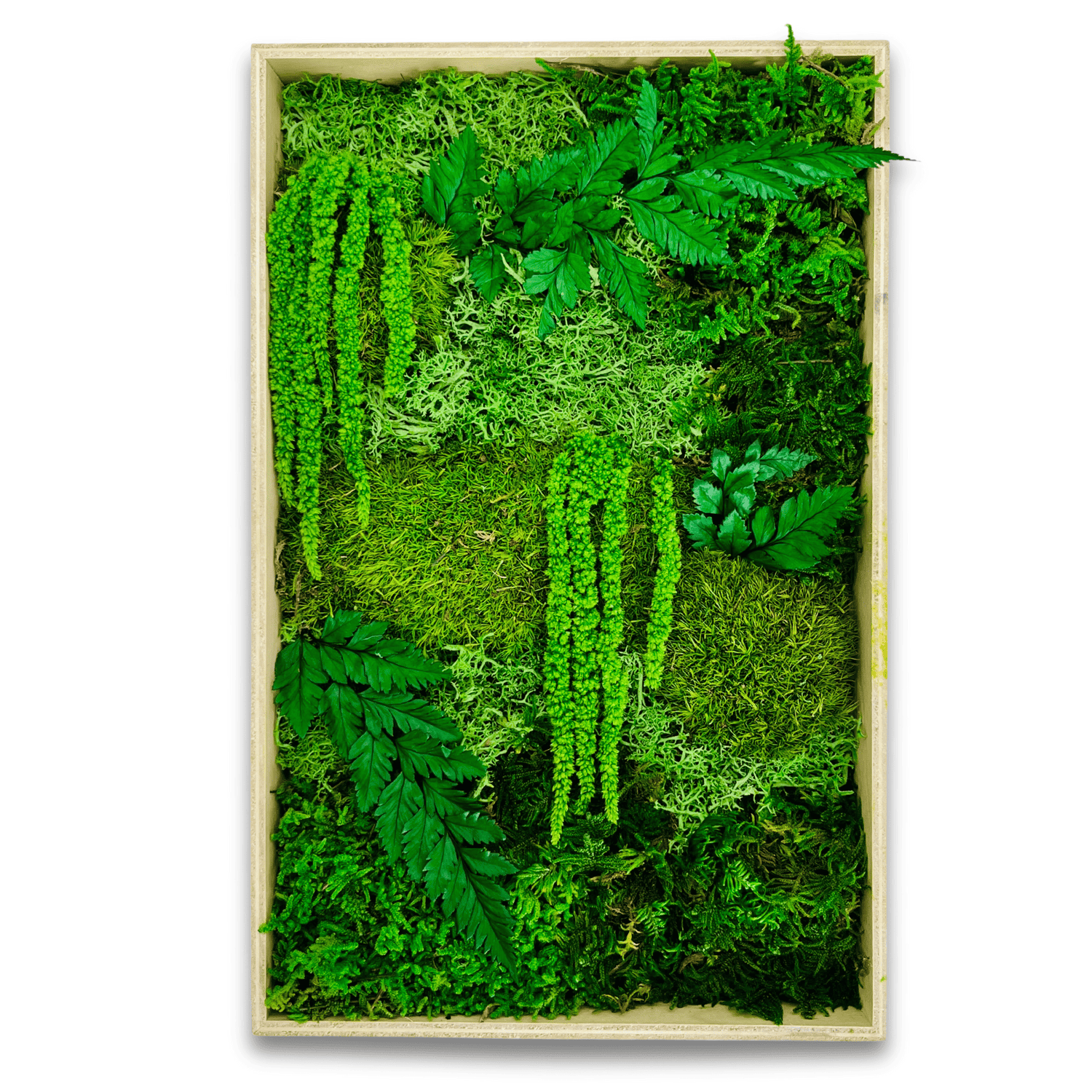 Framed Moss Art