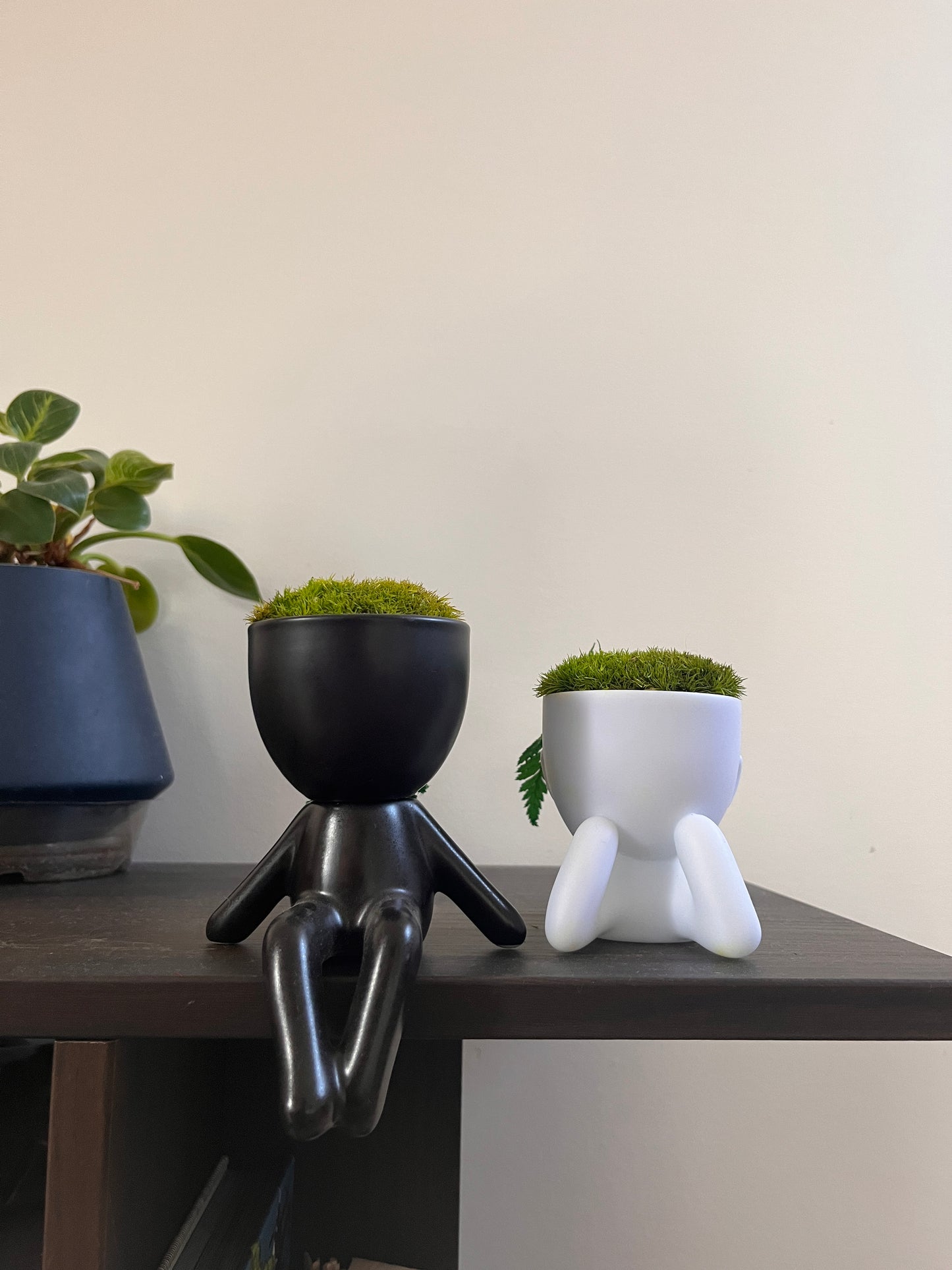 MOSSY DESK BUDDIES