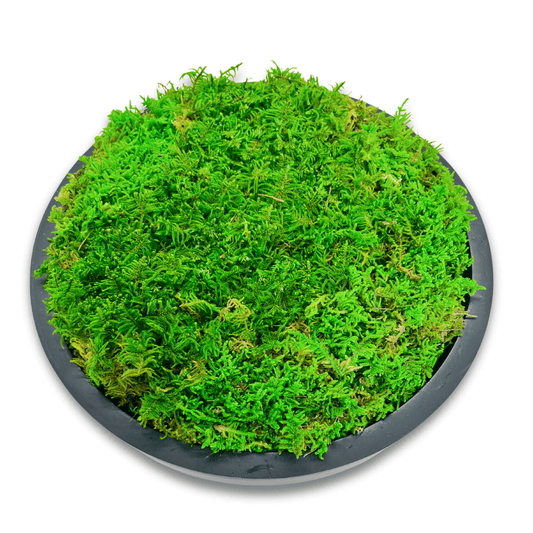 Moss Bowls (50mm Height x 260mm Diameter)